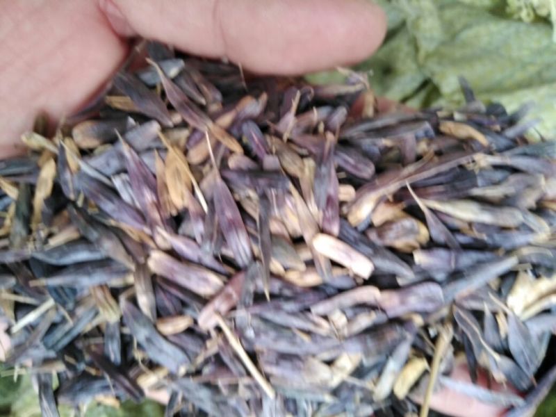 板蓝根种子，本地特色中药材，品质纯真，发芽率高。