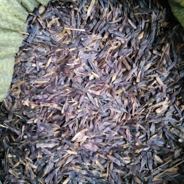 板蓝根种子，本地特色中药材，品质纯真，发芽率高。