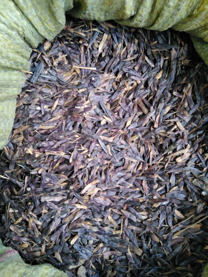 板蓝根种子，本地特色中药材，品质纯真，发芽率高。