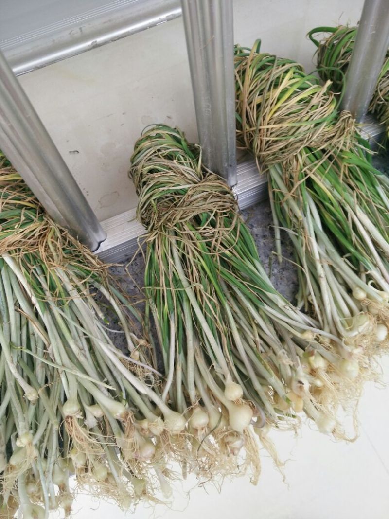 野生小根蒜，胡葱，野姣
