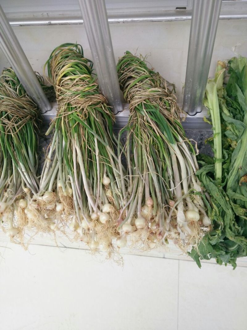野生小根蒜，胡葱，野姣