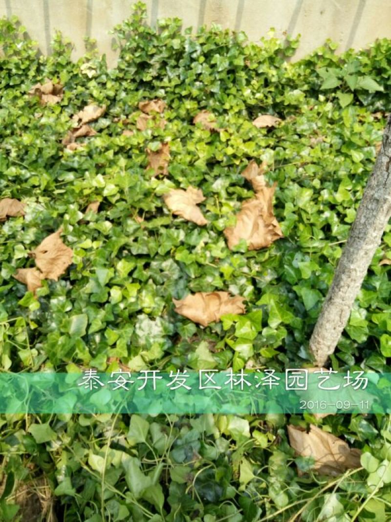 常春藤1cm以下1~1.5米