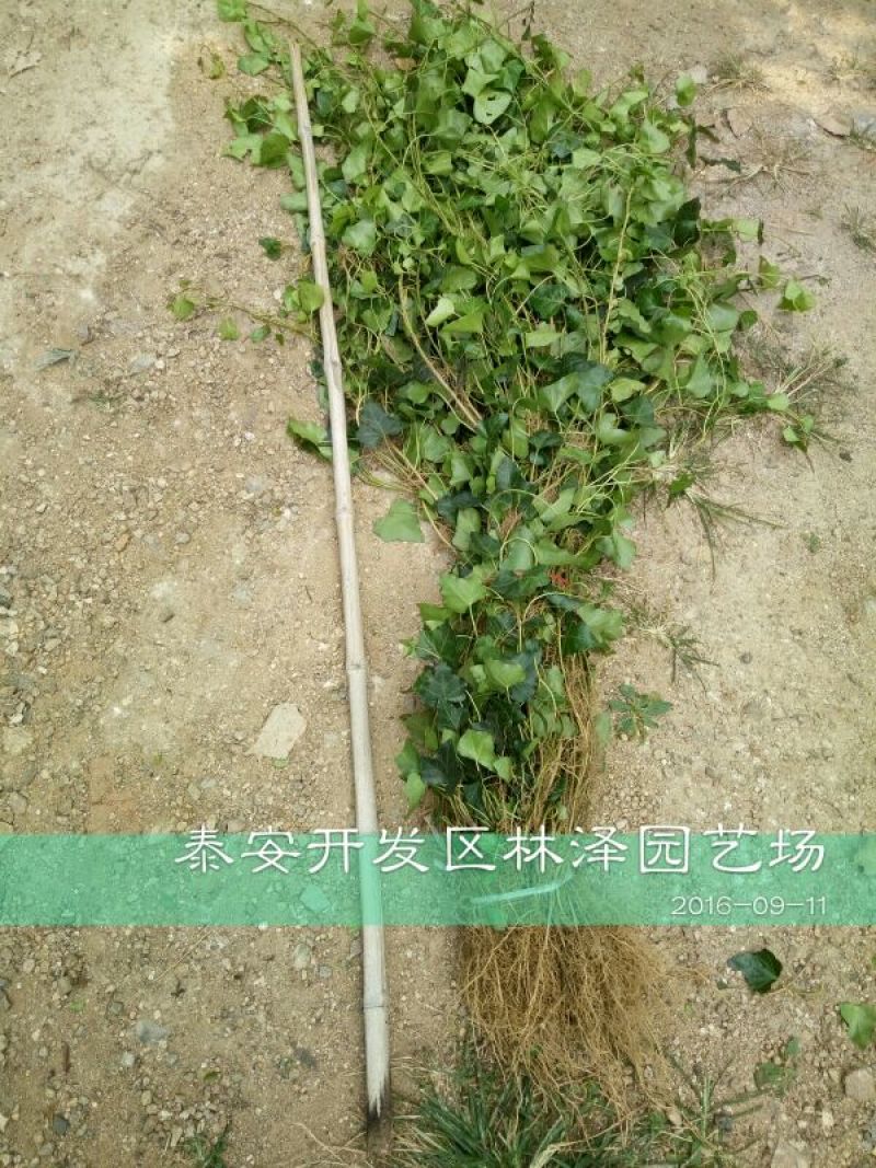 常春藤1cm以下1~1.5米
