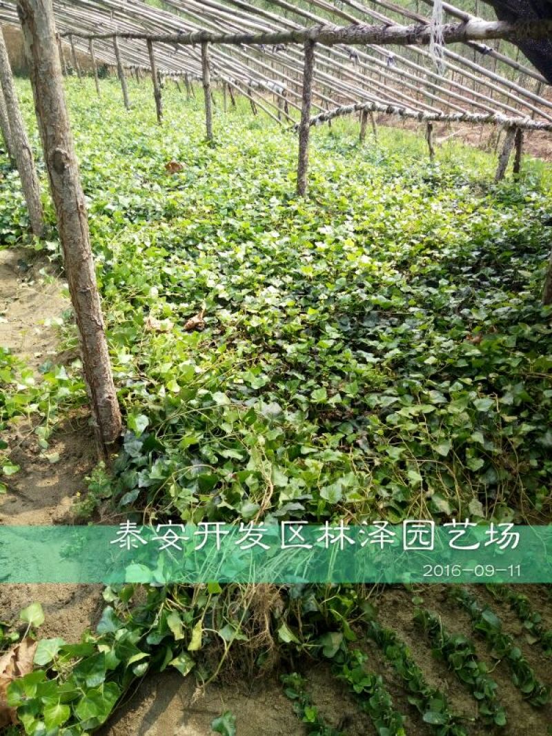 常春藤1cm以下1~1.5米