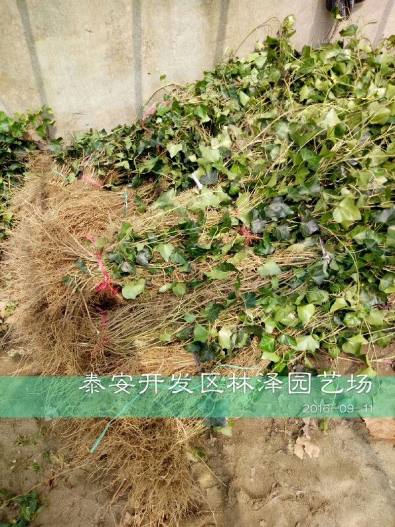 常春藤1cm以下1~1.5米