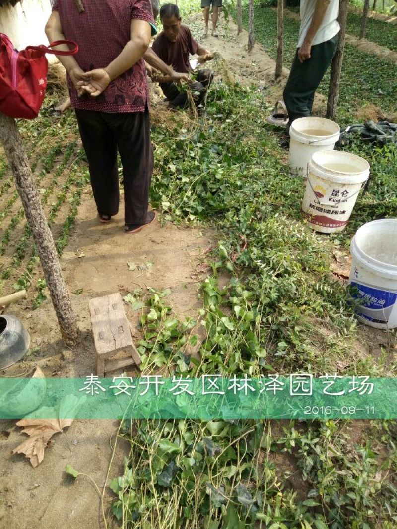 常春藤1cm以下1~1.5米