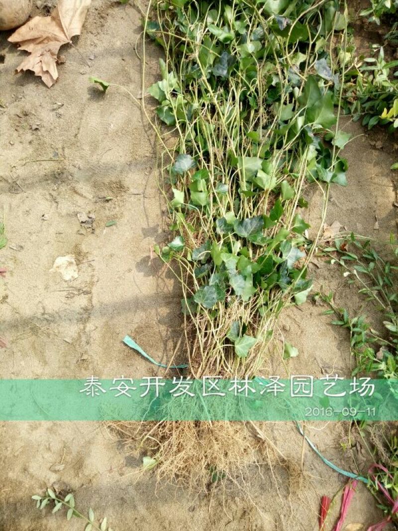 常春藤1cm以下1~1.5米