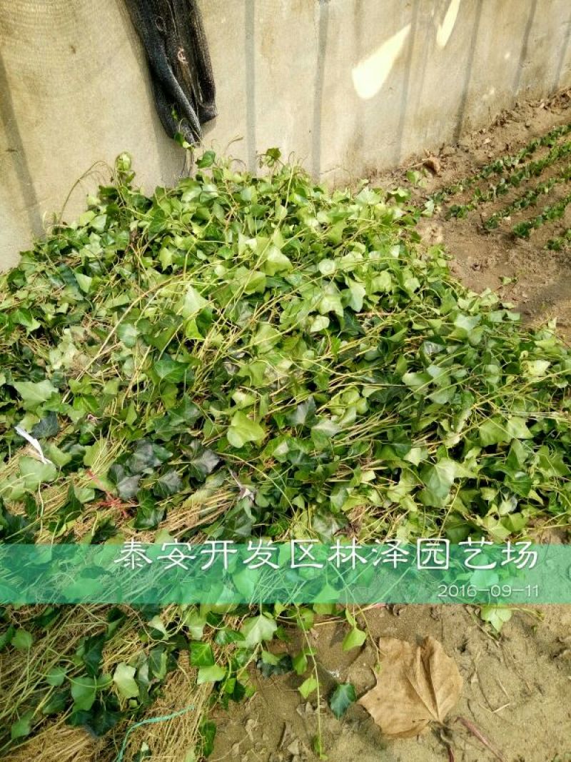 常春藤1cm以下1~1.5米