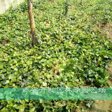 常春藤1cm以下1~1.5米