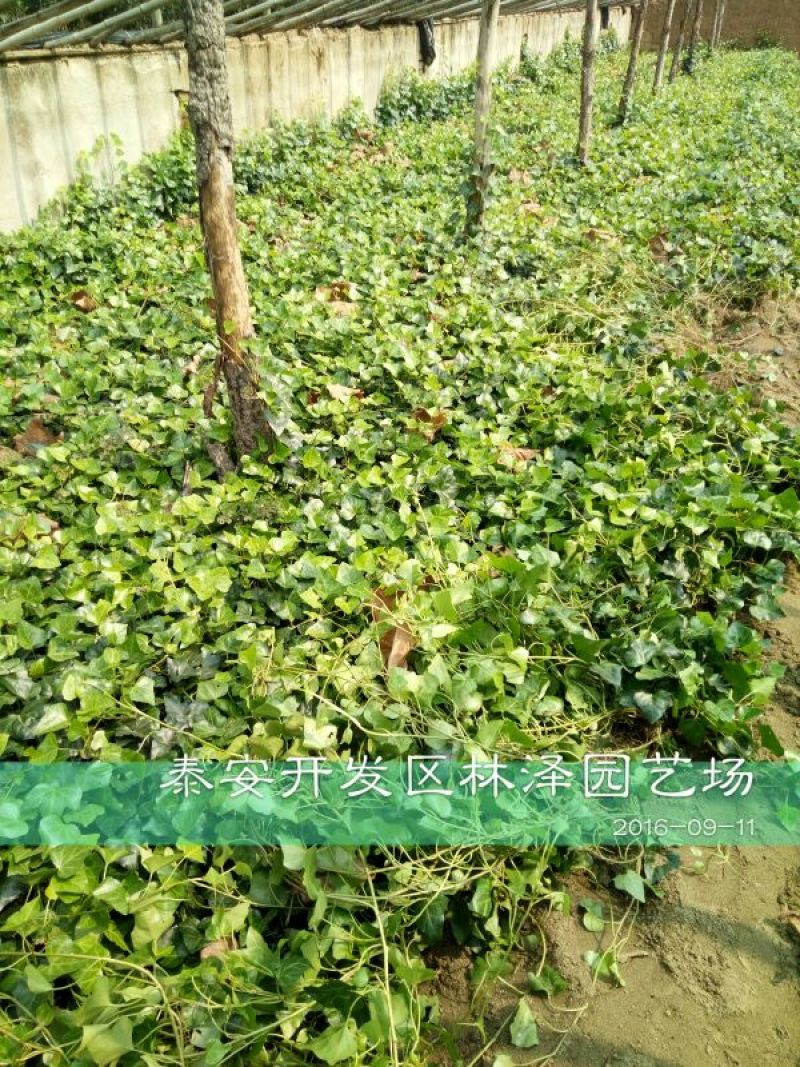 常春藤1cm以下1~1.5米