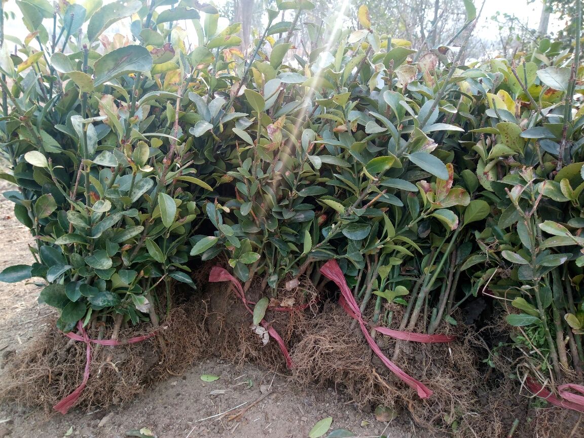 展示冬季对雪梨树进行清园和涂白处理的现场场景 雪梨冬季清园与涂白处理