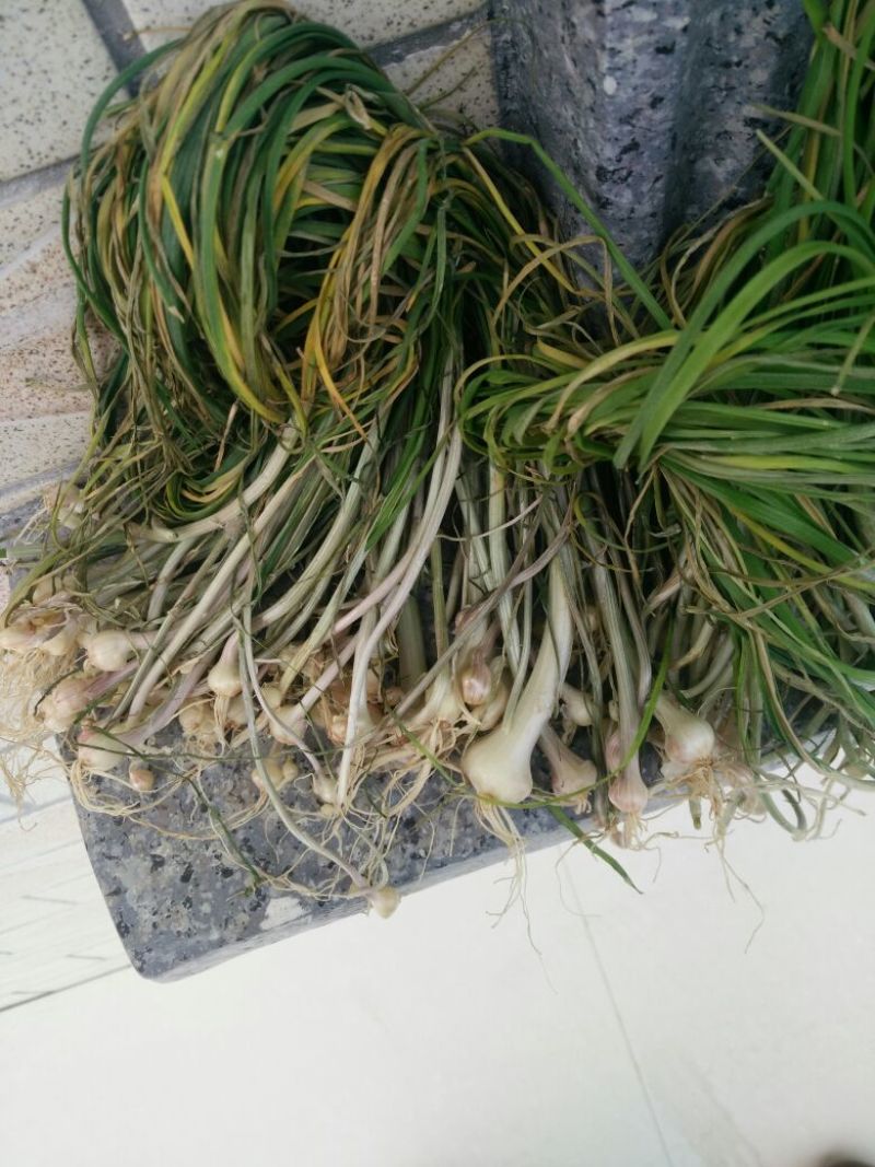 胡葱，野生小根蒜