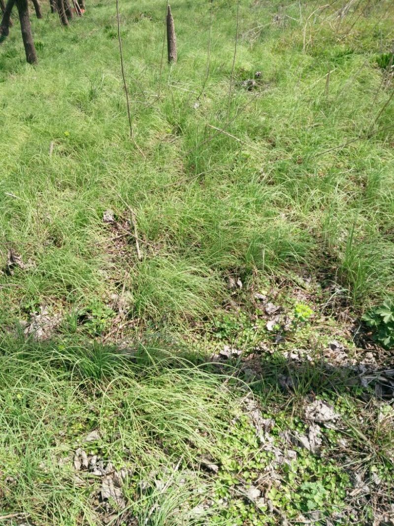 胡葱，野生小根蒜