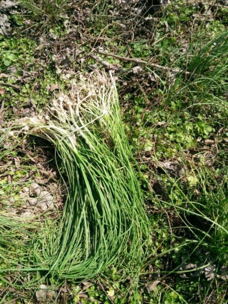 胡葱，野生小根蒜