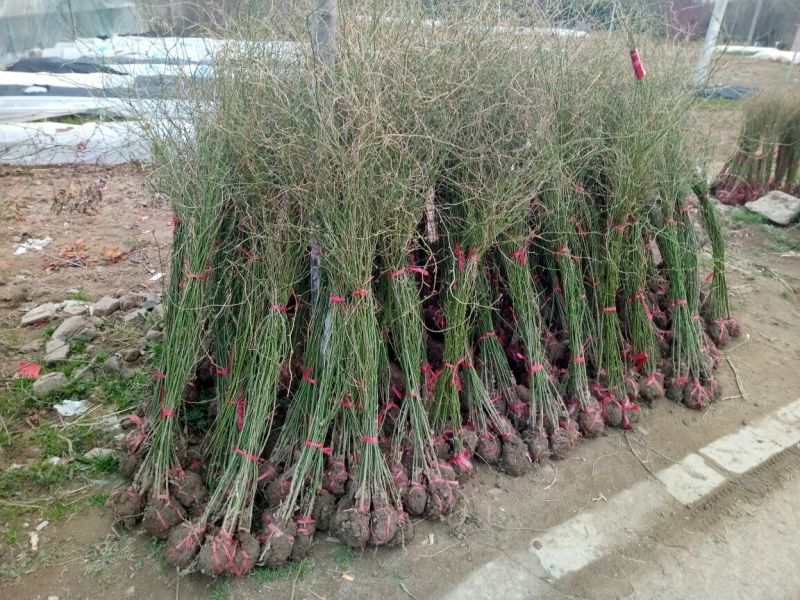棣棠70~90cm