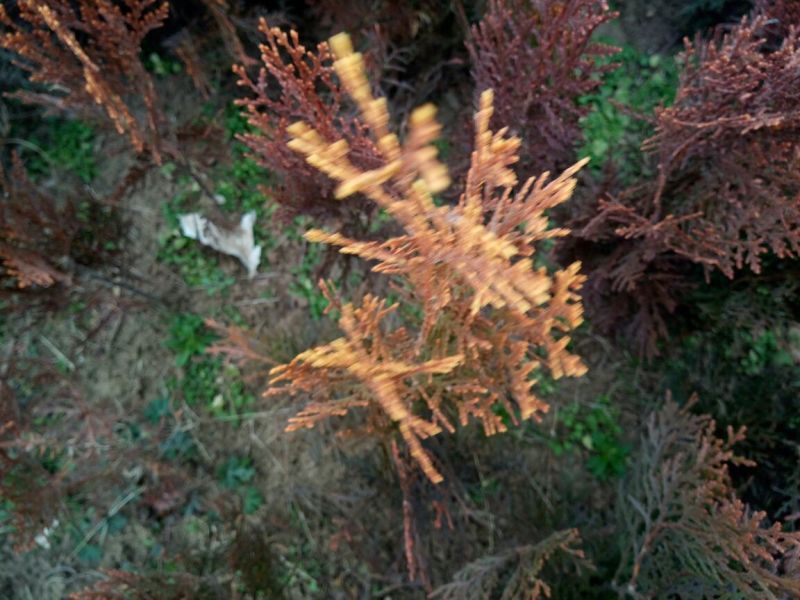 洒金柏苗30~40cm