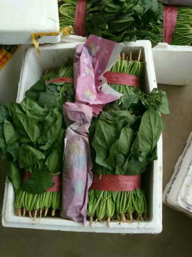 【永年蔬菜】邯郸精品大叶菠菜25厘米左右供应多种蔬菜