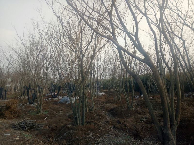 丛生朴树2.5~3m8~10cm