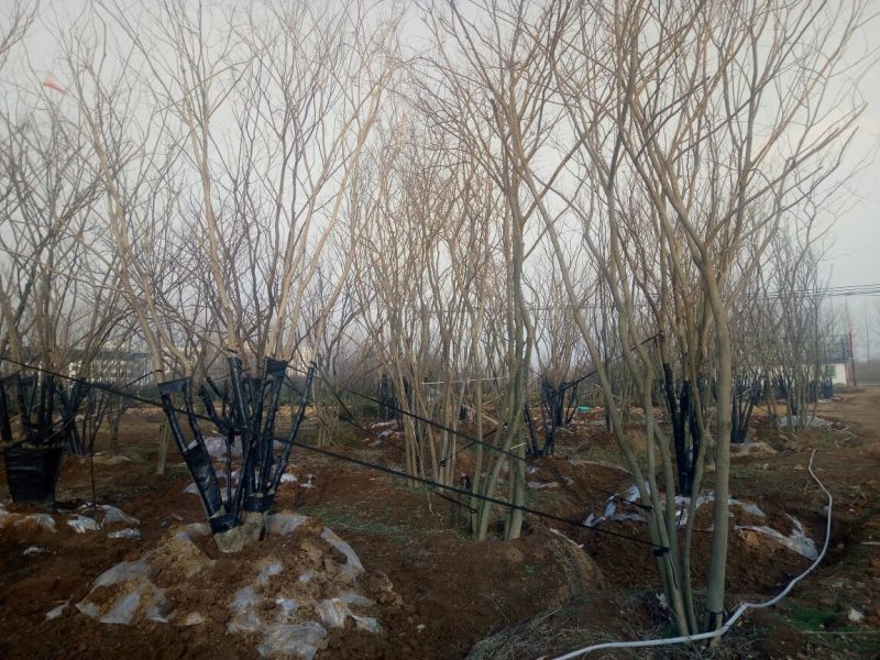 丛生朴树2.5~3m8~10cm