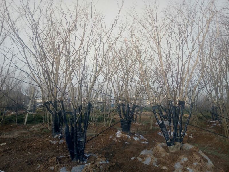 丛生朴树2.5~3m8~10cm