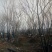 丛生朴树2.5~3m8~10cm
