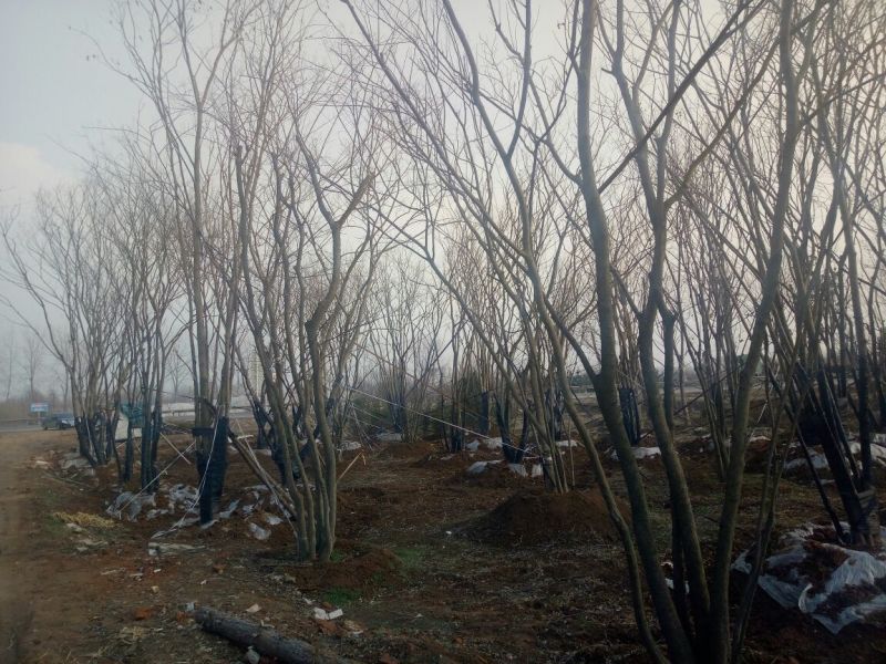 丛生朴树2.5~3m8~10cm