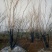 丛生朴树2.5~3m8~10cm