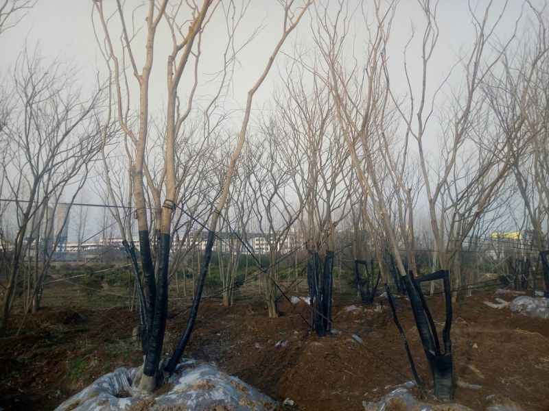 丛生朴树2.5~3m8~10cm