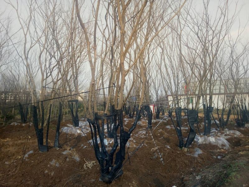 丛生朴树2.5~3m8~10cm
