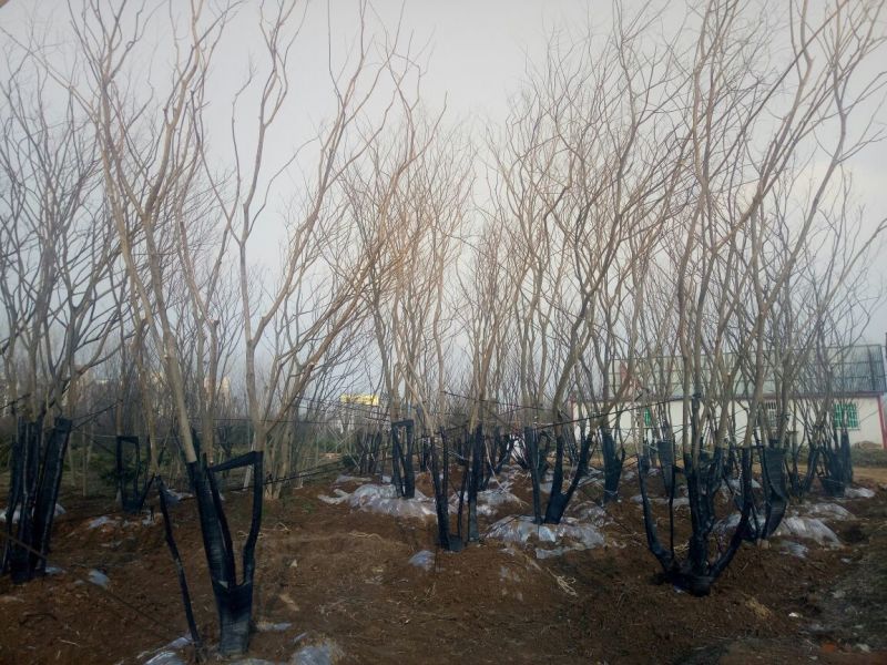 丛生朴树2.5~3m8~10cm