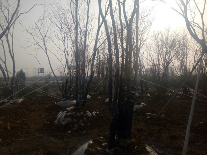 丛生朴树2.5~3m8~10cm