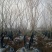 丛生朴树2.5~3m8~10cm