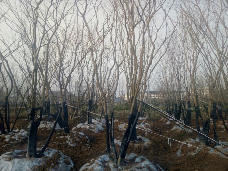 丛生朴树2.5~3m8~10cm