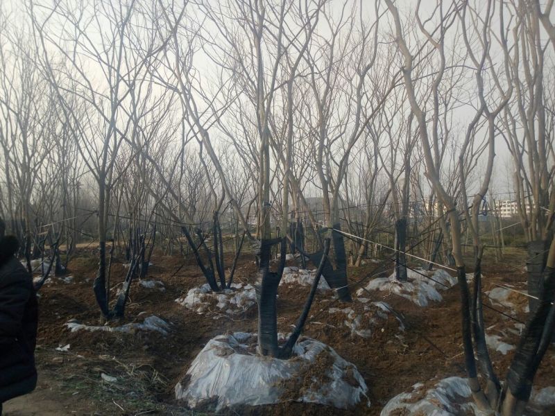 丛生朴树2.5~3m8~10cm