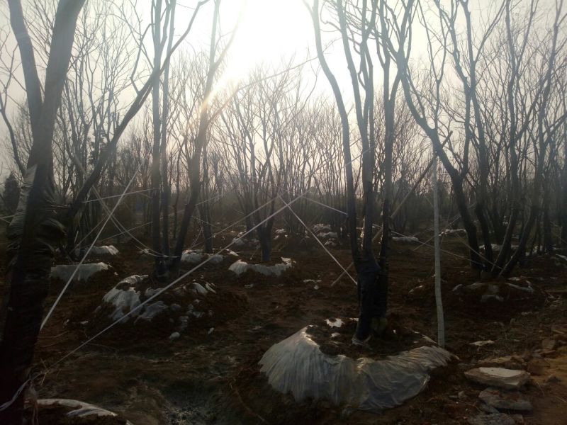丛生朴树2.5~3m8~10cm