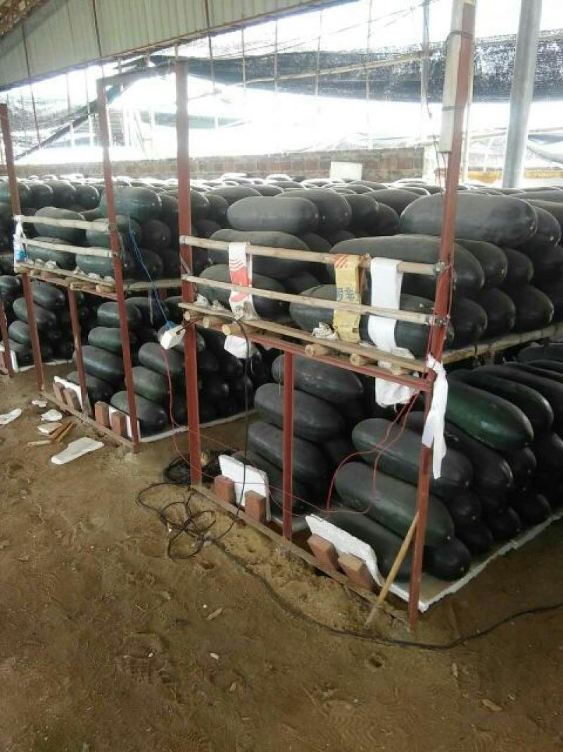 吊冬瓜15斤以上广东吊冬瓜产地批发价格便宜
