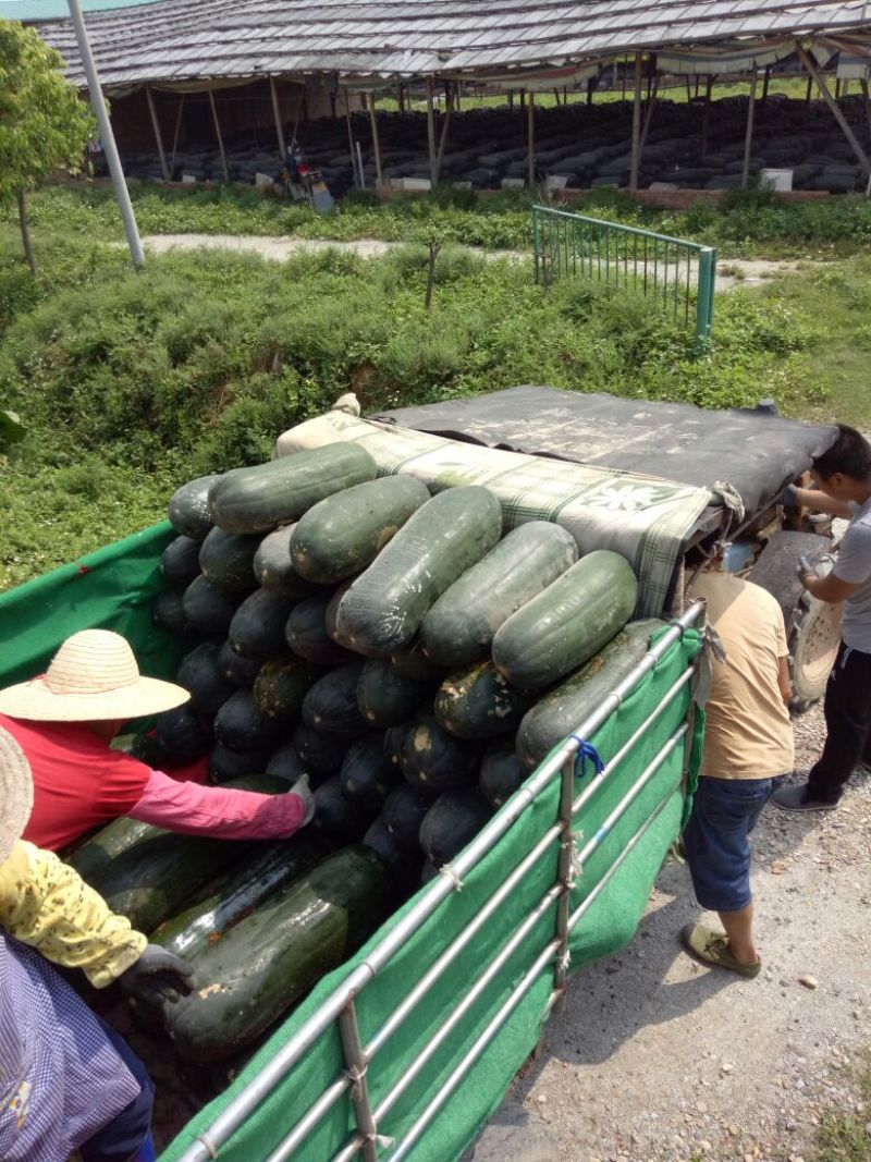 吊冬瓜15斤以上广东吊冬瓜产地批发价格便宜