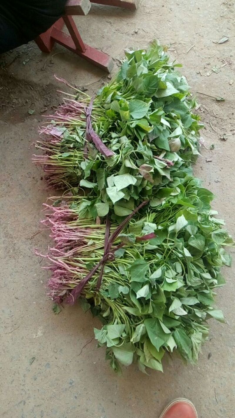 脱毒红薯苗25~35cm