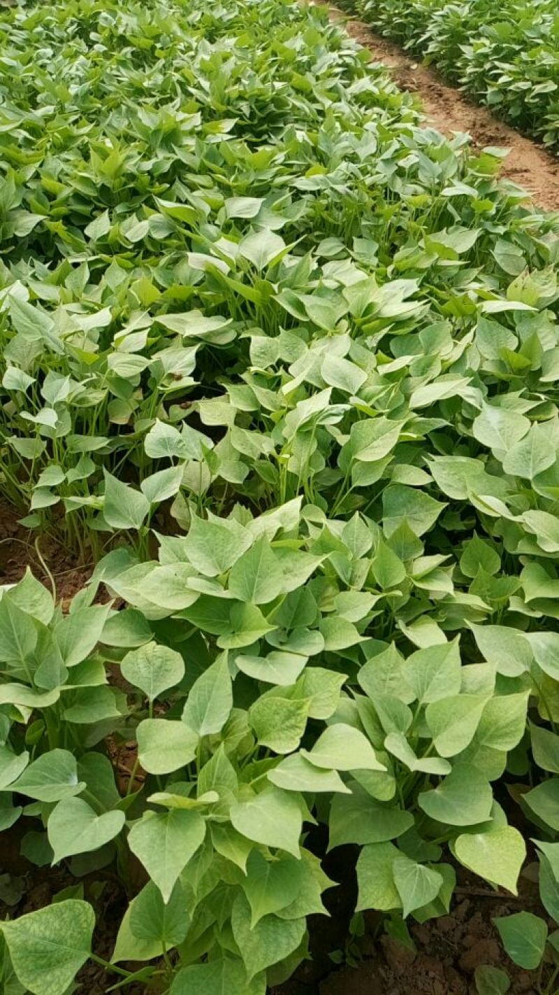 脱毒红薯苗25~35cm