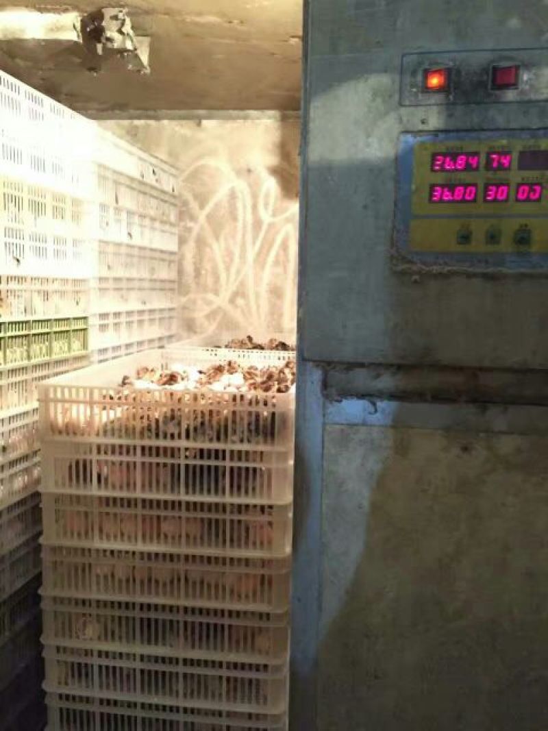青脚麻鸡苗35~45克出壳苗