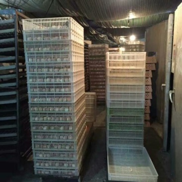 青脚麻鸡苗35~45克出壳苗