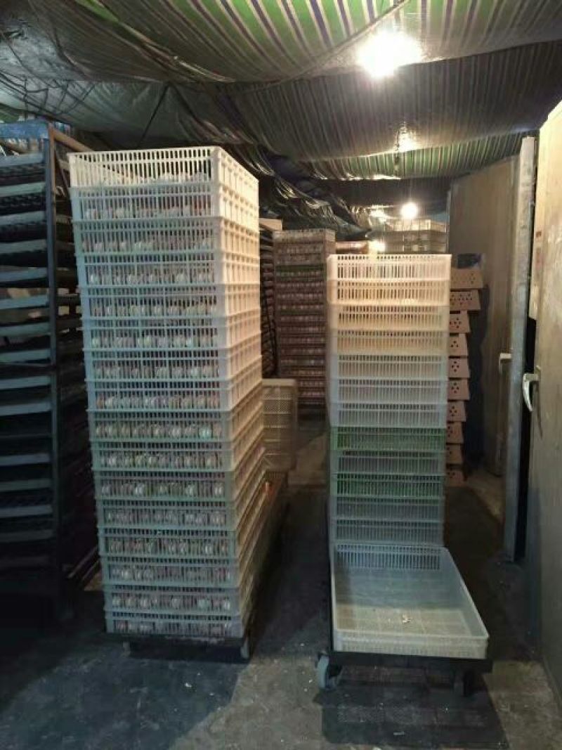 青脚麻鸡苗35~45克出壳苗
