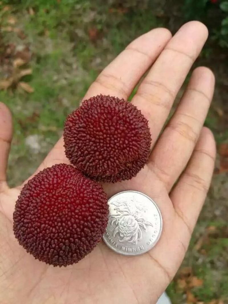 荸荠种