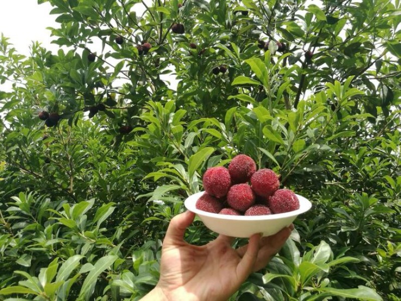 荸荠种