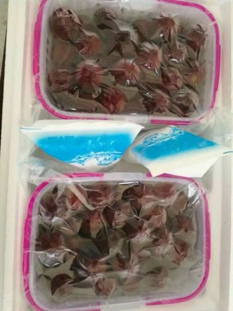 荸荠种