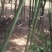 钢竹4~5m
