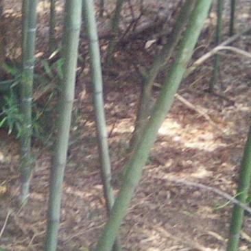 钢竹4~5m