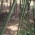 钢竹4~5m