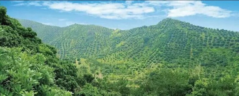 荸荠种