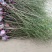 蓝莓苗2年以上30~50cm